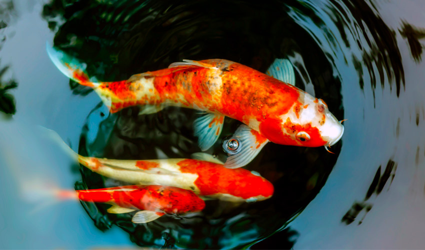 Regular Koi