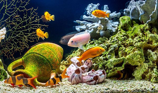 aquarium rocks