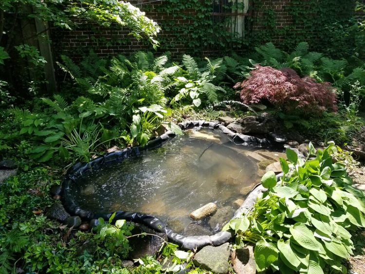 Why is My Backyard Pond Losing Water?
