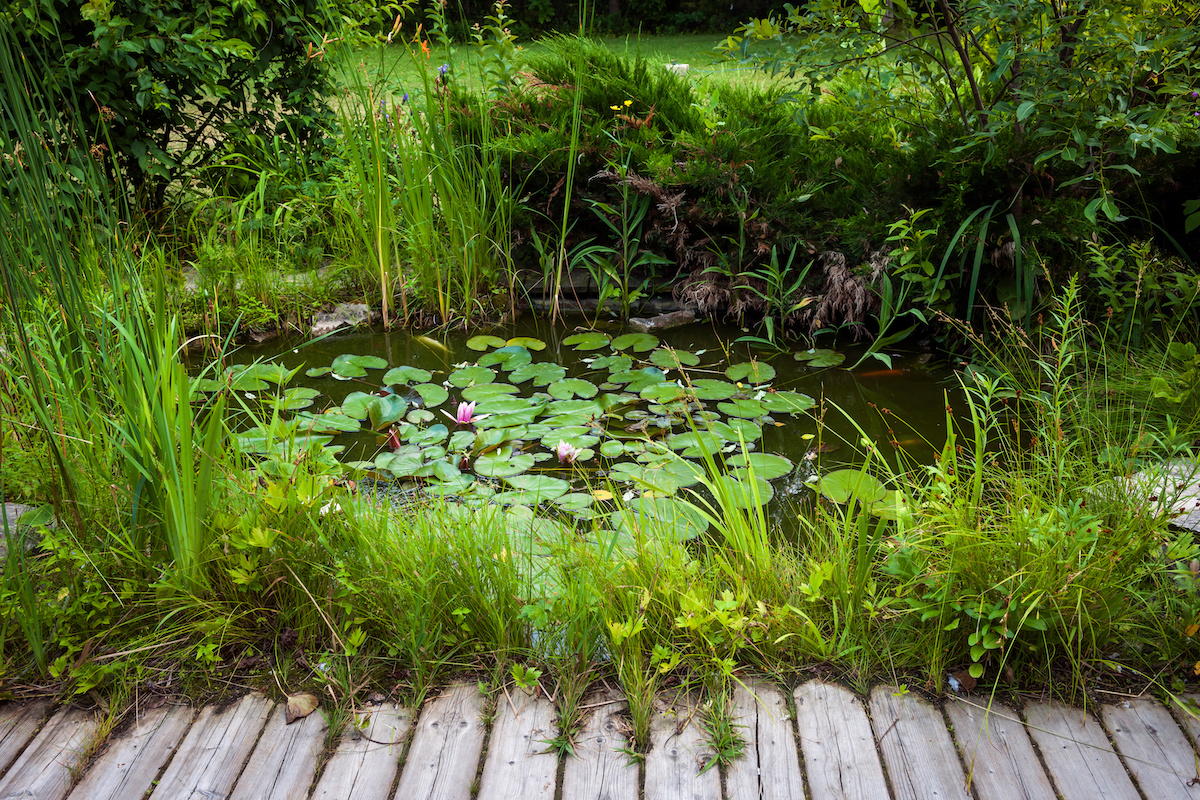 Backyard Ponds for Beginners: The Ultimate Guide