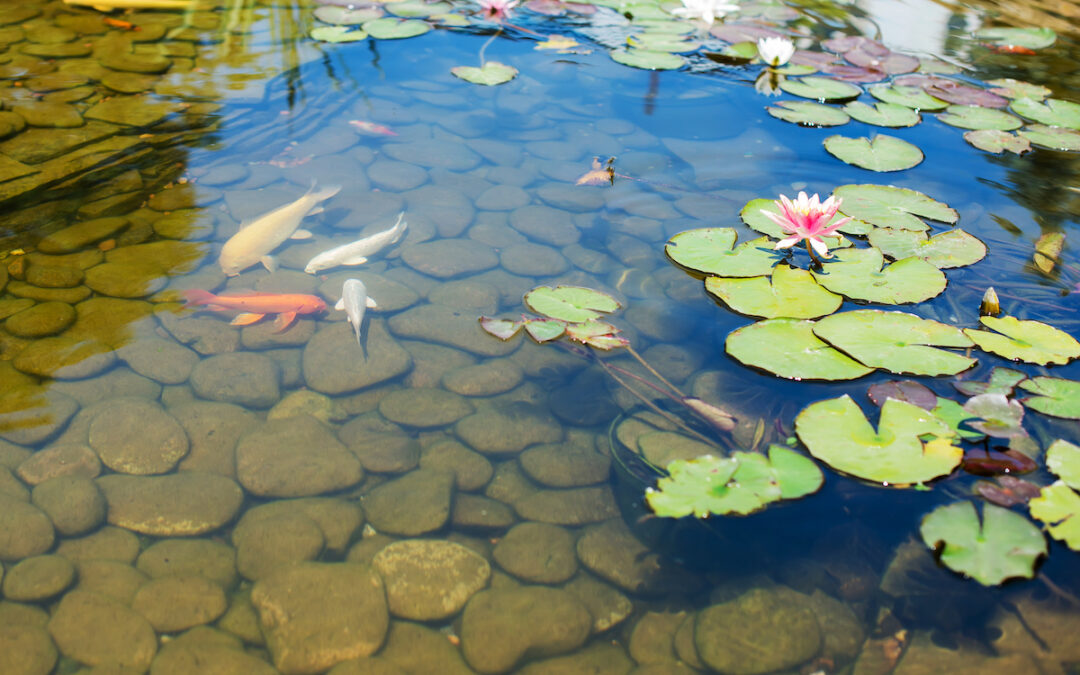 Adding Pizzazz to Your Backyard Pond with Landscaping Rocks & More