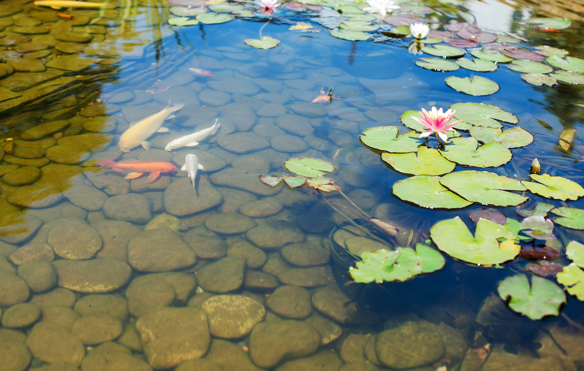 Adding Pizzazz to Your Backyard Pond with Landscaping Rocks & More