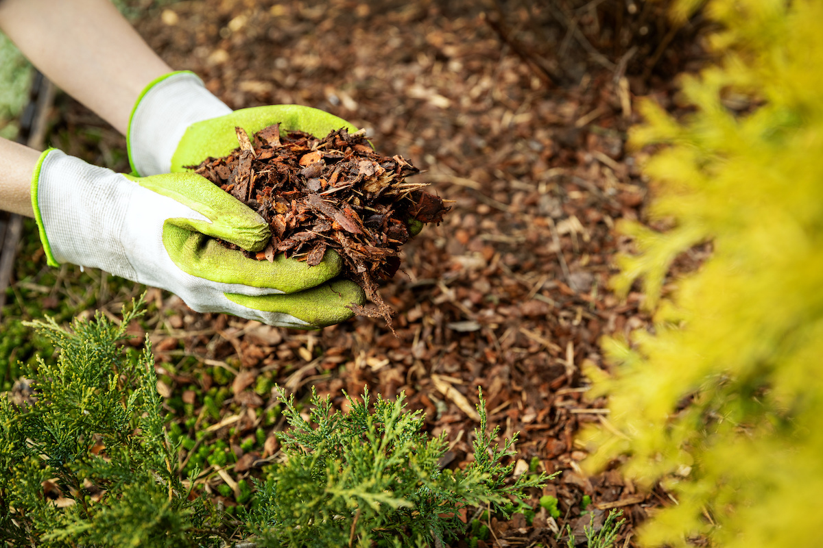 Mulch or Rocks for Landscaping: What’s Better?