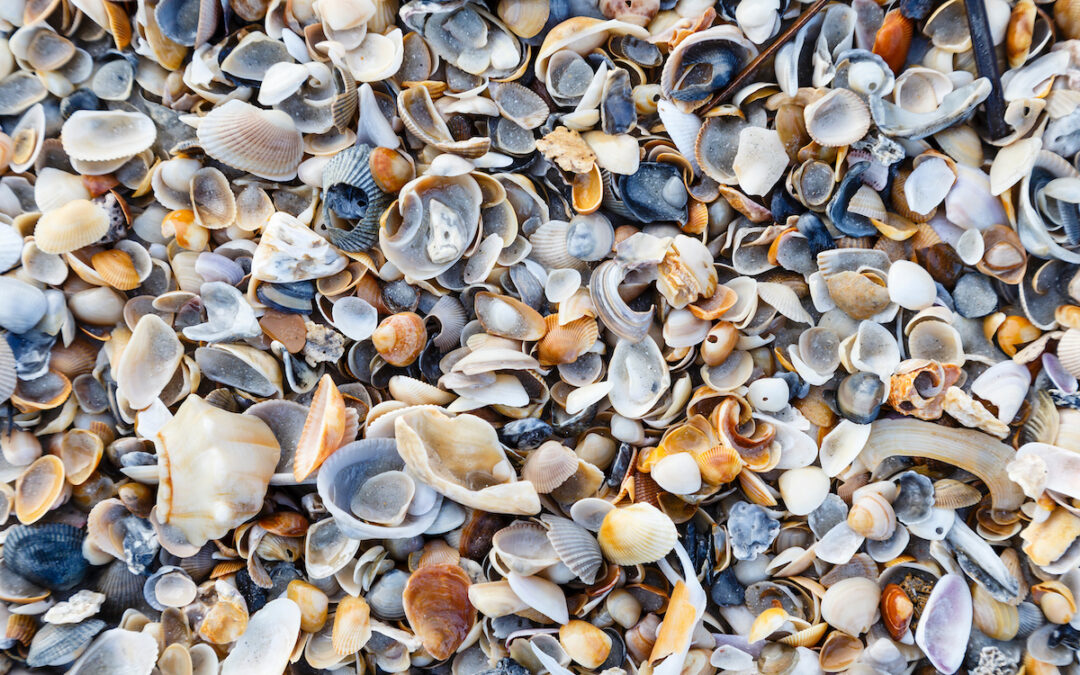 Creating a Coastal Oasis with Landscaping Seashells