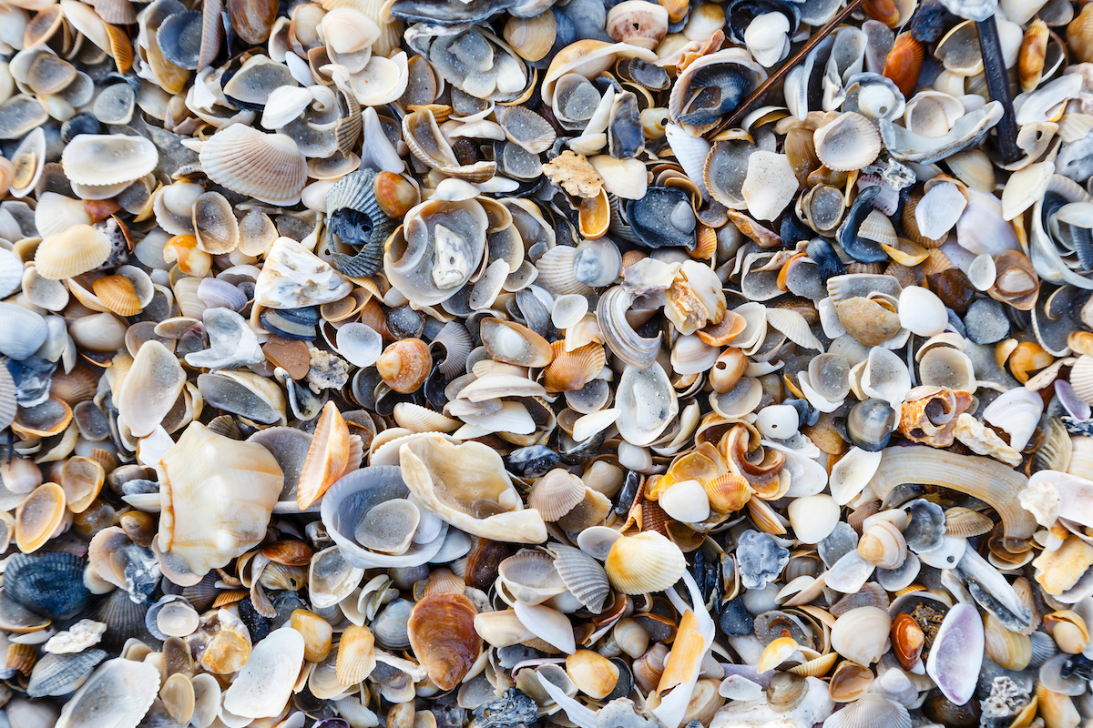 Creating a Coastal Oasis with Landscaping Seashells