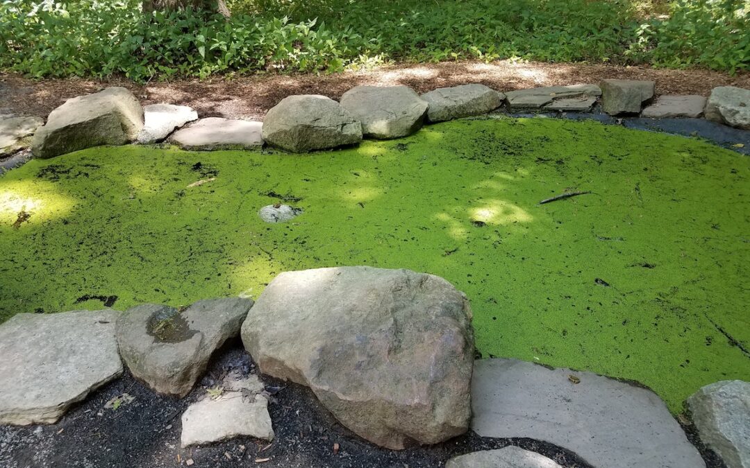 How to Get Rid of Pond Algae