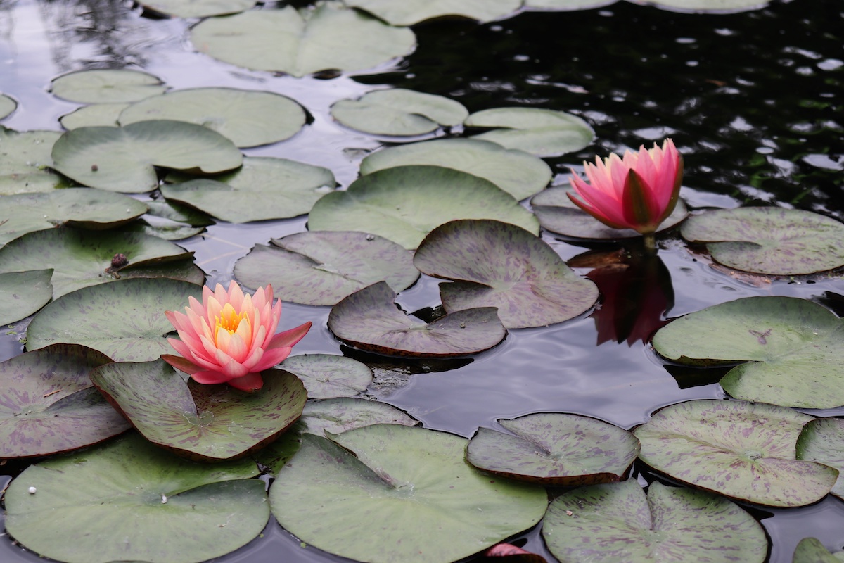 water lilies in landscaping