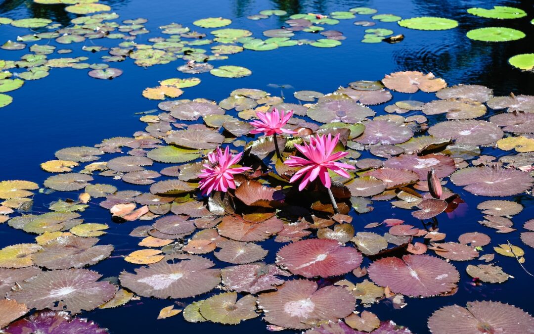 The Guide to Wonderful Waterlilies in Landscaping for Florida Homeowners