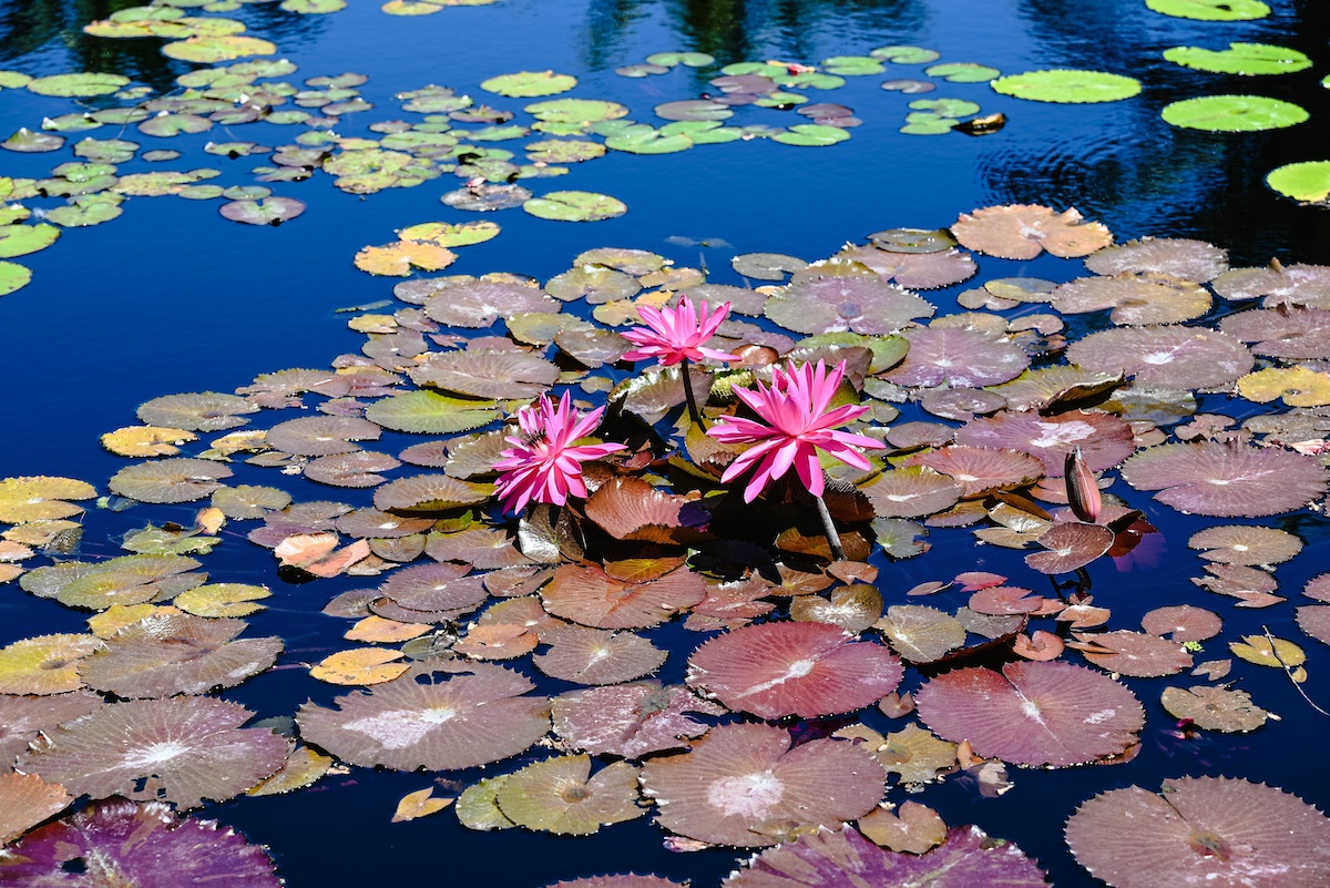 The Guide to Wonderful Waterlilies in Landscaping for Florida Homeowners