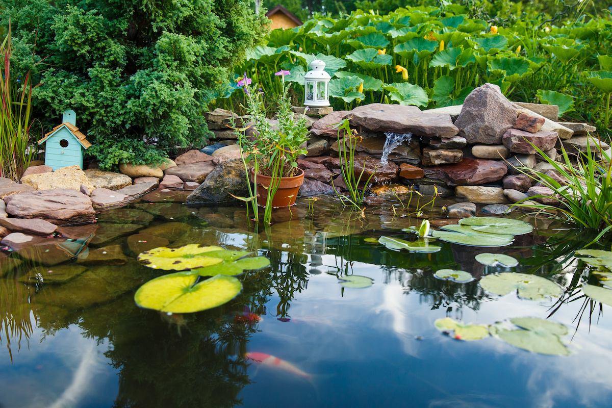 How to Keep a Goldfish Pond in Florida