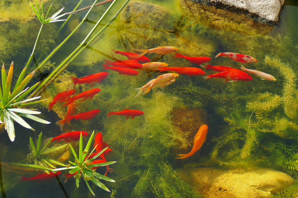 goldfish pond in florida
